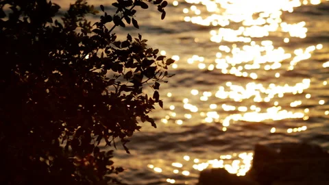 Tree Silhouettes in Sunset Sea Waves, Travel Video Background Video stock 133125543