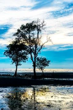 Tree sillhouette Stock Photos