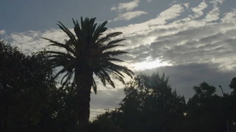 Tree sillouette with sunset in background Stock Footage 229334514