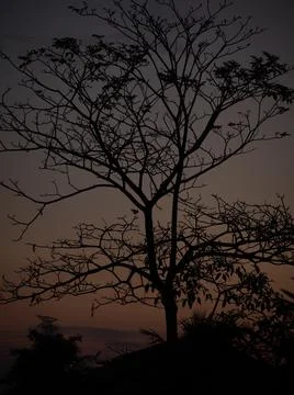 Tree Silouette at Sunrise Stock Photos