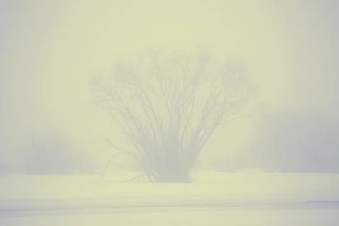 Tree siluetas Foto stock