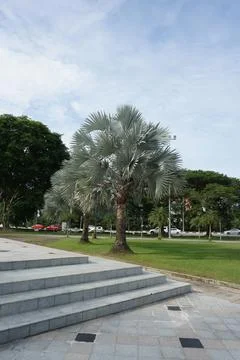 A tree with a silver trunk is in a park Fotos de archivo