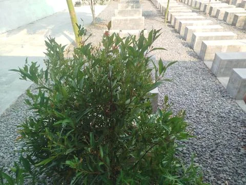 Tree at Simple Concrete cement café and restaurant tables and benches 스톡 사진