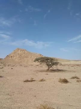 The tree in Sinai is empty today. Stock Photos