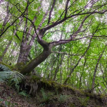 Tree with  sinuous trunk Stock Photos