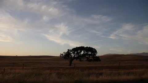 A tree sits alone Stock Footage 99326371