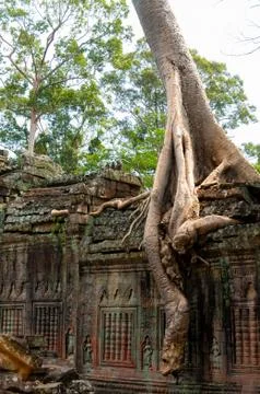 Tree sitting on stone wall at Angkor Wat Foto stock