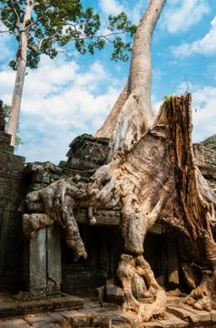 Tree sitting on stone wall at Angkor Wat Stock Photos