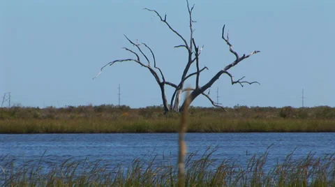 Tree Skeleton and River Stock Footage 33130356