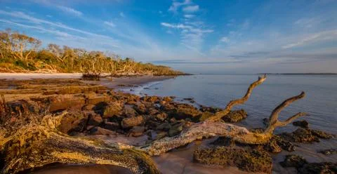 Tree Skeleton 写真素材