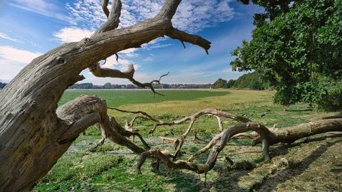 Tree skeleton on the riverbank Stock Photos