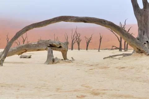 Tree skeletons, Deadvlei, Namibia Stock Photos