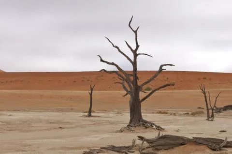 Tree skeletons at Deadvlei, Namibia 库存照片