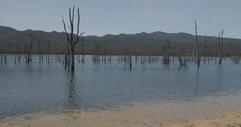 Tree Skeletons in Dry Lakebed Australia Stock Footage 331273516