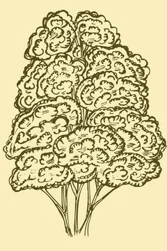 Tree sketch, retro illustration. Vector, one big tree. Freehand pencil drawing Stock Illustration