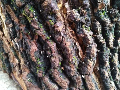 Tree skin 1 Stock Photos