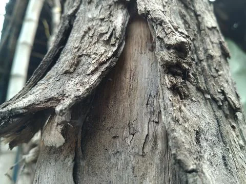 Tree skin 2 Stock Photos