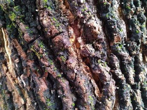 Tree skin 2 Stock Photos