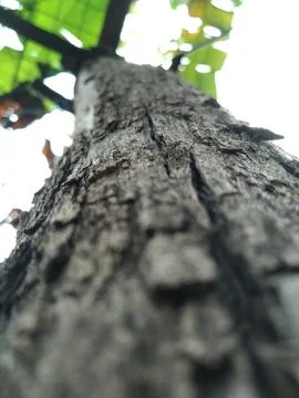 Tree skin 3 Stock Photos