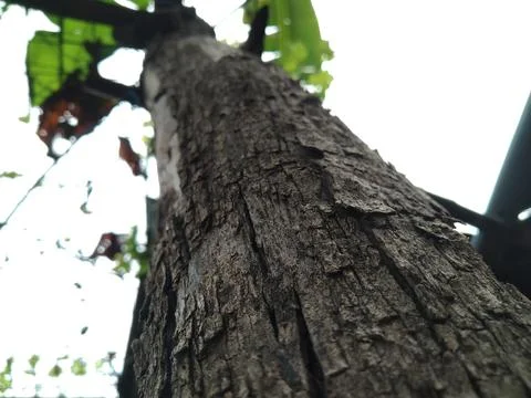 Tree skin 4 Stock Photos