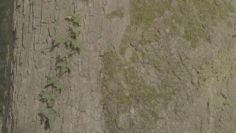 Tree skin and Ivy Stock Footage 121711892