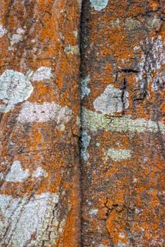 Tree skin color pattern with details 스톡 사진