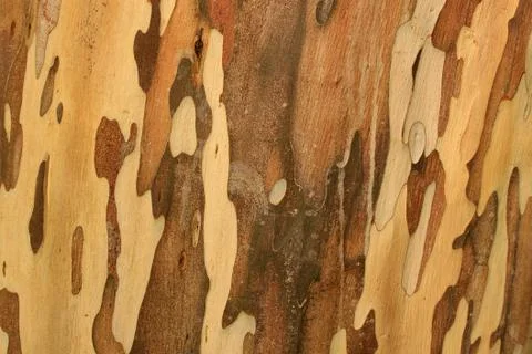 Tree skin Stock Photos