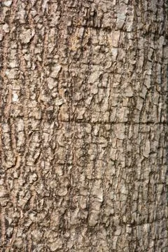 Tree skin 스톡 사진