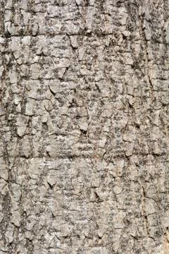 Tree skin Stock Photos