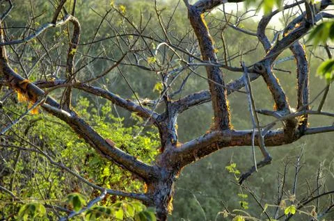 Tree skin Stock Photos