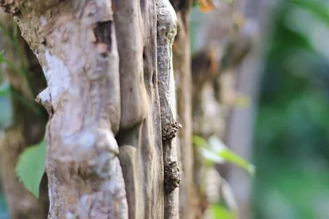 Tree skin Stock Photos