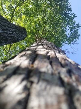 Tree skin Stock Photos