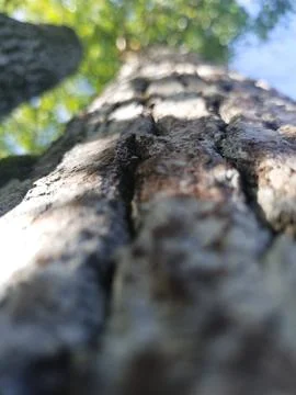 Tree skin Stock Photos
