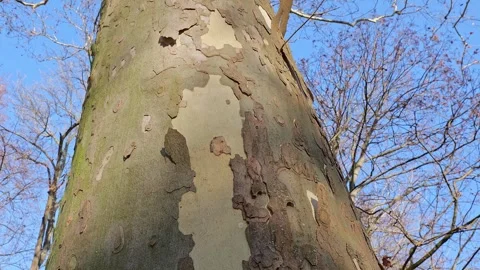 TREE SKIN S Stock Footage 300950240