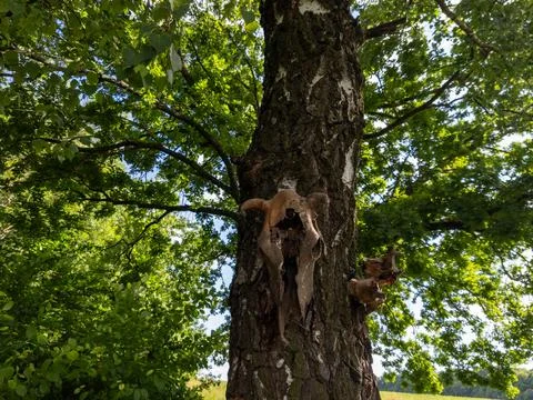 A tree with a skull on the trunk of a tree in a field Stock Photos