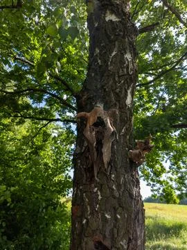 A tree with a skull on the trunk of a tree in a field Stock Photos