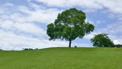 Tree with sky and clouds as background Stock Footage 91664854