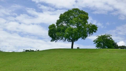 Tree with sky and clouds as background Stock Footage 91665110