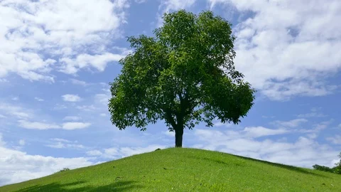 Tree with sky and clouds as background Stock Footage 91666670