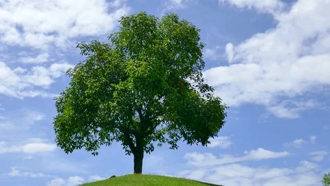 Tree with sky and clouds as background Stock Footage 91667106