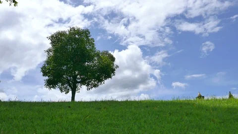Tree with sky and clouds as background Stock Footage 91667533