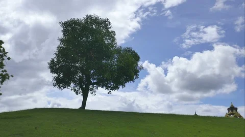 Tree with sky and clouds as background Stock Footage 91667612