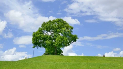 Tree with sky and clouds as background Stock Footage 91667924