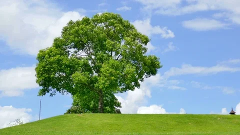 Tree with sky and clouds as background Stock Footage 91668636