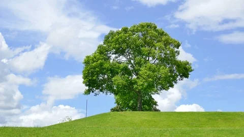 Tree with sky and clouds as background Stock Footage 91669019