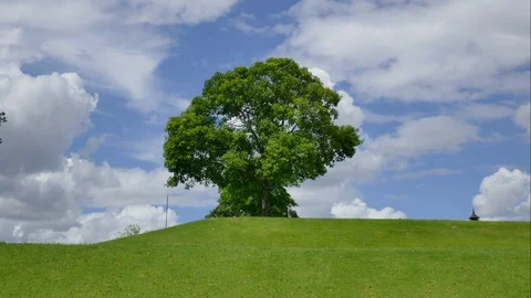 Tree with sky and clouds as background Stock Footage 91669299