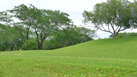 Tree with sky and clouds as background Stock Footage 91669577
