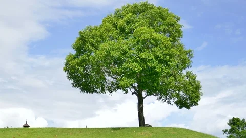 Tree with sky and clouds as background Stock Footage 91670019