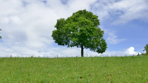Tree with sky and clouds as background Stock Footage 91670438