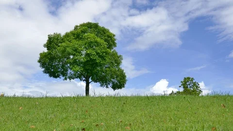 Tree with sky and clouds as background Stock Footage 91670687